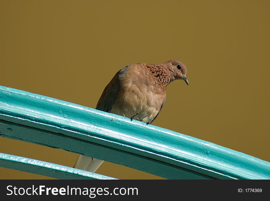 Picture of a brown wild bird sitting and looking to somebody. Picture of a brown wild bird sitting and looking to somebody