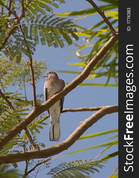 Picture of a brown wild bird sitting on the branch of tree. Picture of a brown wild bird sitting on the branch of tree