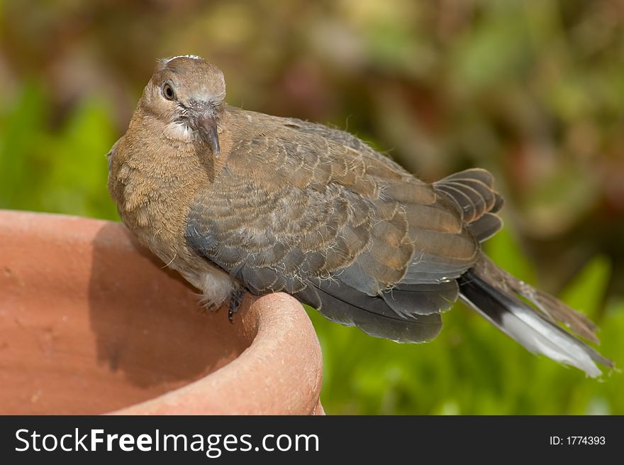 Picture of a brown pretty bird sitting on the pot. Picture of a brown pretty bird sitting on the pot