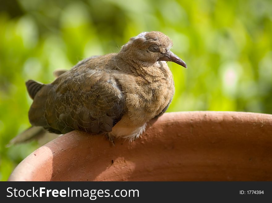 Picture of a brown pretty pigeon sitting on the pot and sleeping. Picture of a brown pretty pigeon sitting on the pot and sleeping