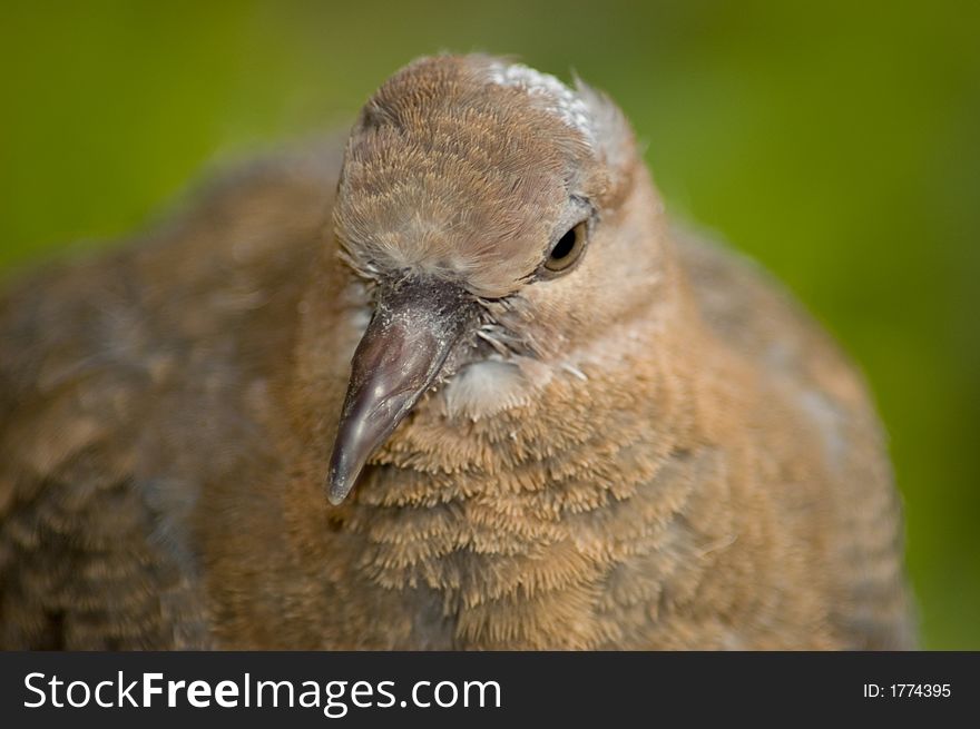 Picture of a wild brown pigeon on the green background