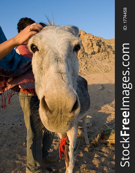 Picture of a funny donkey head looking to someone. Picture of a funny donkey head looking to someone