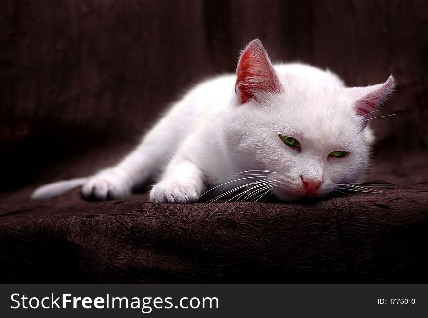 Sleepy white kitten with green eyes