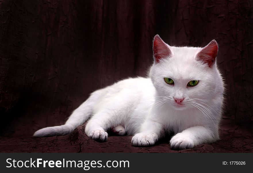 White kitten with green eyes