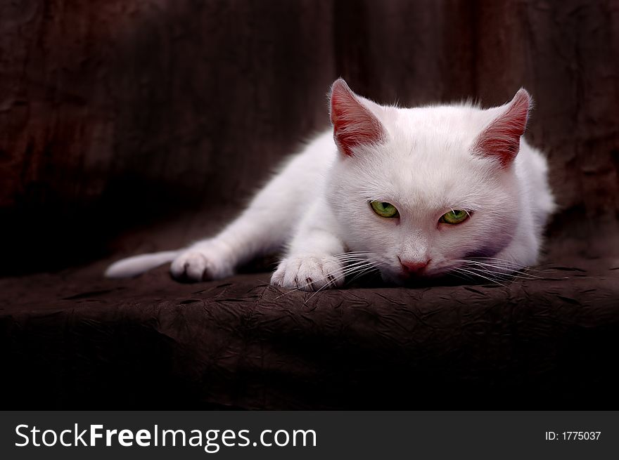 Staring white kitten with green eyes