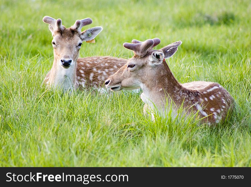 Coupple of young deers in a green spring meadow. Coupple of young deers in a green spring meadow