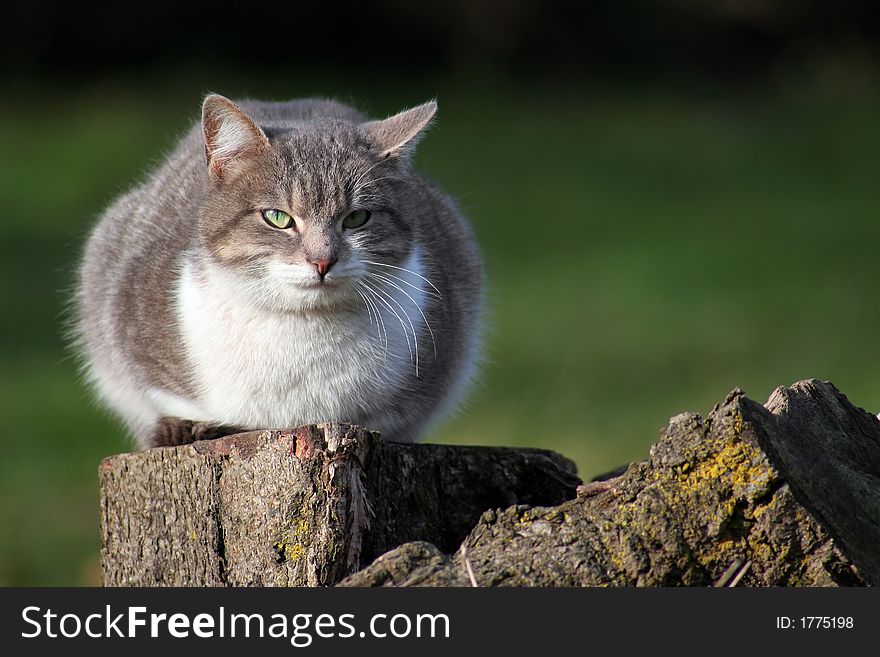 Wild gray cat staying over a wood stump with blur green background. Wild gray cat staying over a wood stump with blur green background