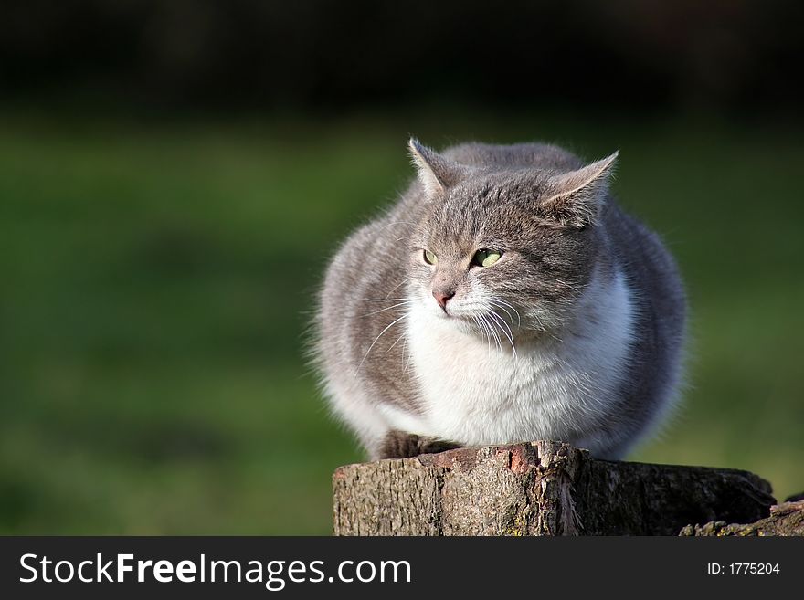 Wild gray cat staying over a wood stump with blur green background. Wild gray cat staying over a wood stump with blur green background