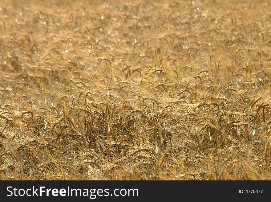 Texture of field before harvest. Texture of field before harvest