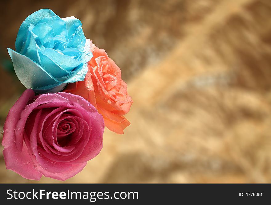 Three roses isolated over golden background