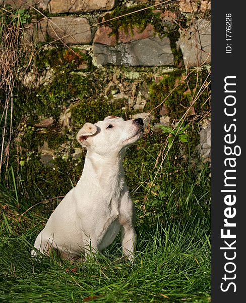 White Jack Russell terrier dog sitting on the grass.