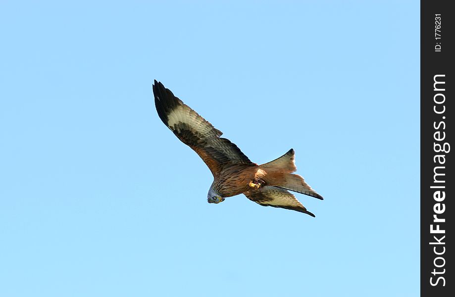 Red Kite eagle in flight, looking downwards, against a blue sky. Red Kite eagle in flight, looking downwards, against a blue sky.