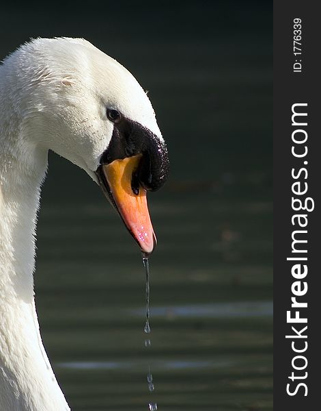 A swan on the lake