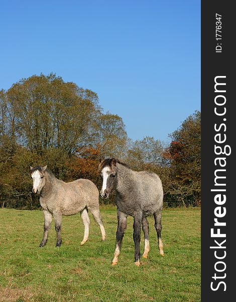 Two foals standing in a field in Autumn.