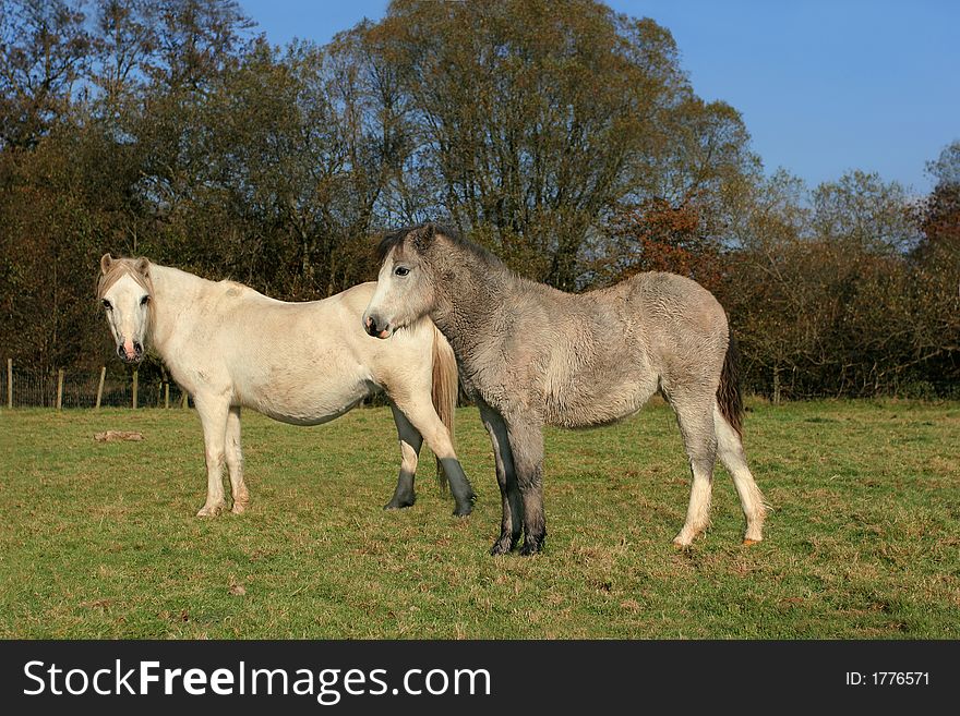Two foals standing in a field in Autumn.
