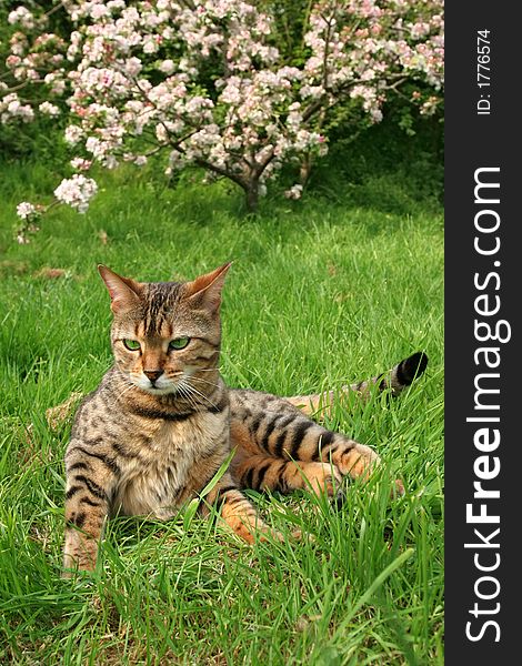 Bengali special breed cat sitting on the grass, with apple blossom, out of focus, to the rear.