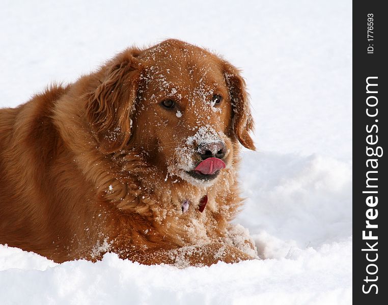 Goldern retreiver in the snow with tong out. Goldern retreiver in the snow with tong out