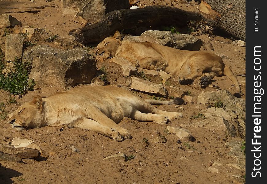 Zoo lions