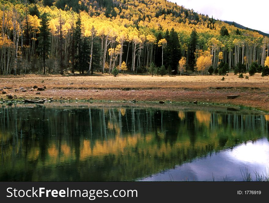 Golden aspen and green spruce trees reflect in a pond near the inner basin of the San Francisco Peaks near Flagstaff, AZ. Golden aspen and green spruce trees reflect in a pond near the inner basin of the San Francisco Peaks near Flagstaff, AZ.