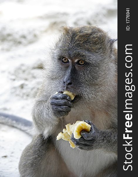 A close-up photograph of a long tail macaque on Phi-Phi island in Thailand. A close-up photograph of a long tail macaque on Phi-Phi island in Thailand