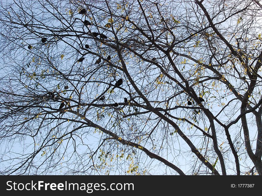 Birds sitting in a tree. Birds sitting in a tree