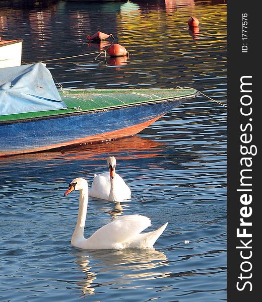 Couple of white swans on water. Couple of white swans on water