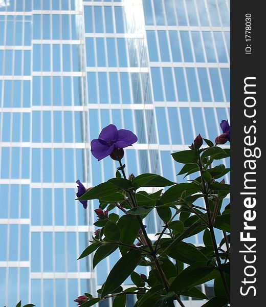 Urban view in city?s downtown in business center, with mirrored background of skyscraper windows, located in business center downtown Vancouver, BC.