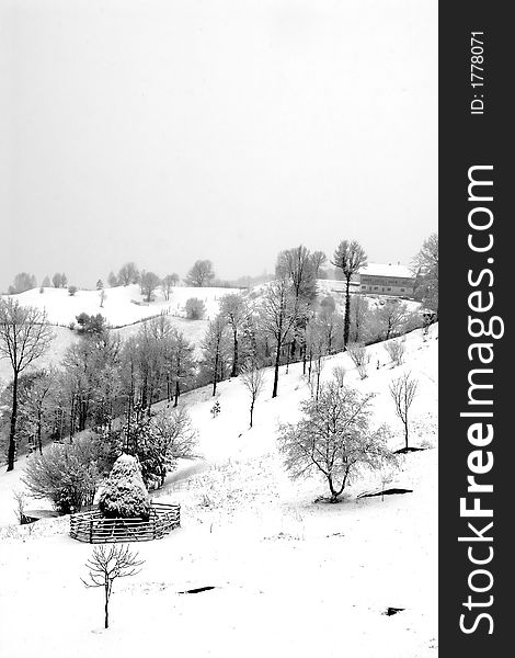 Black and white trees under snow in winter time. Black and white trees under snow in winter time