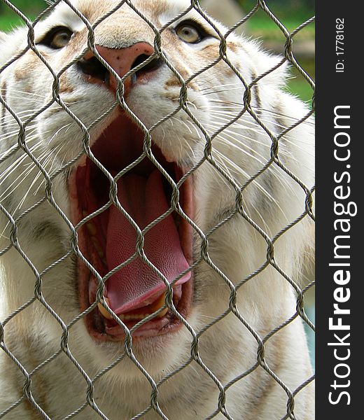 A White Bengal Tiger yawns and bares it's ferocious teeth behind a protective metal fence. A White Bengal Tiger yawns and bares it's ferocious teeth behind a protective metal fence.