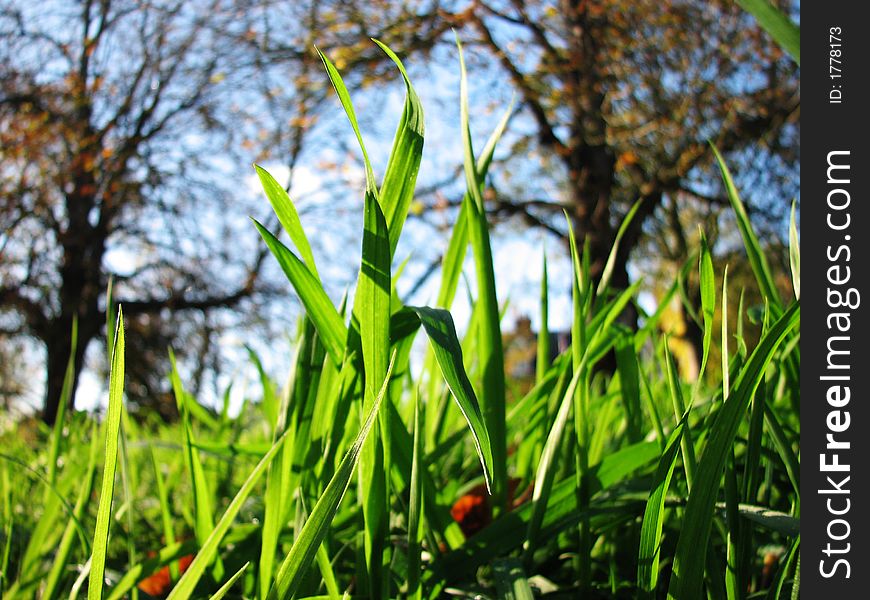 Closeup of grass growing in English meadow