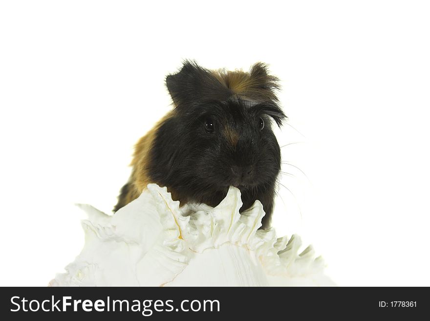 Curious baby guinea pig on the seashell