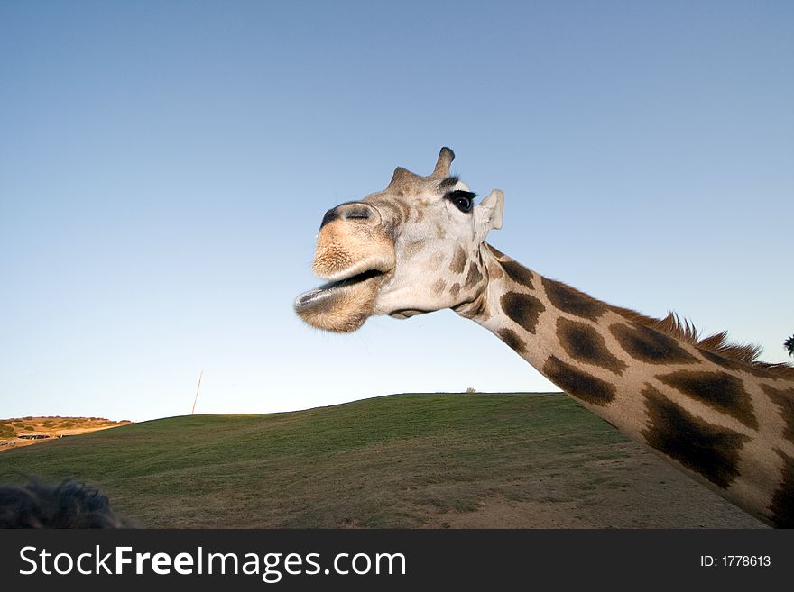 Close up shot of a giraffe. Close up shot of a giraffe