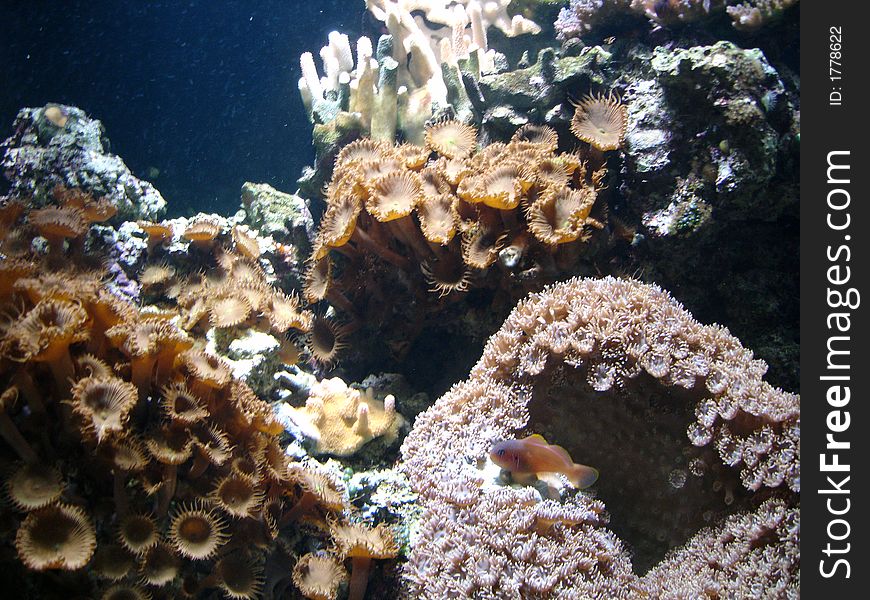 Underwater series - closeup shots of coral and fish