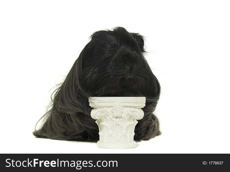 Black male guinea big on the pedestal isolated. Black male guinea big on the pedestal isolated