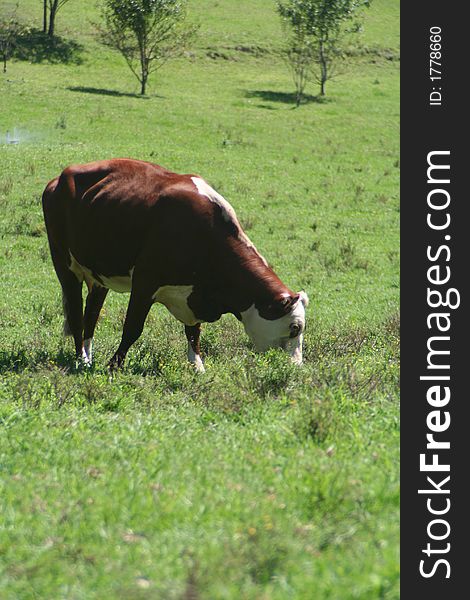 Cow grazing in NSW country, Australia