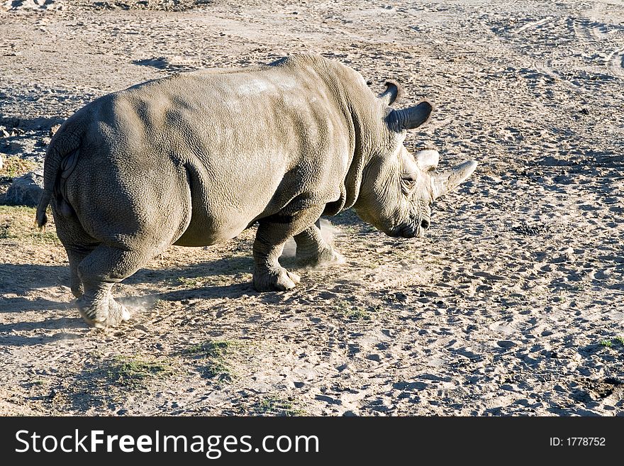 White (square-lipped) rhinoceros, South Africa. White (square-lipped) rhinoceros, South Africa