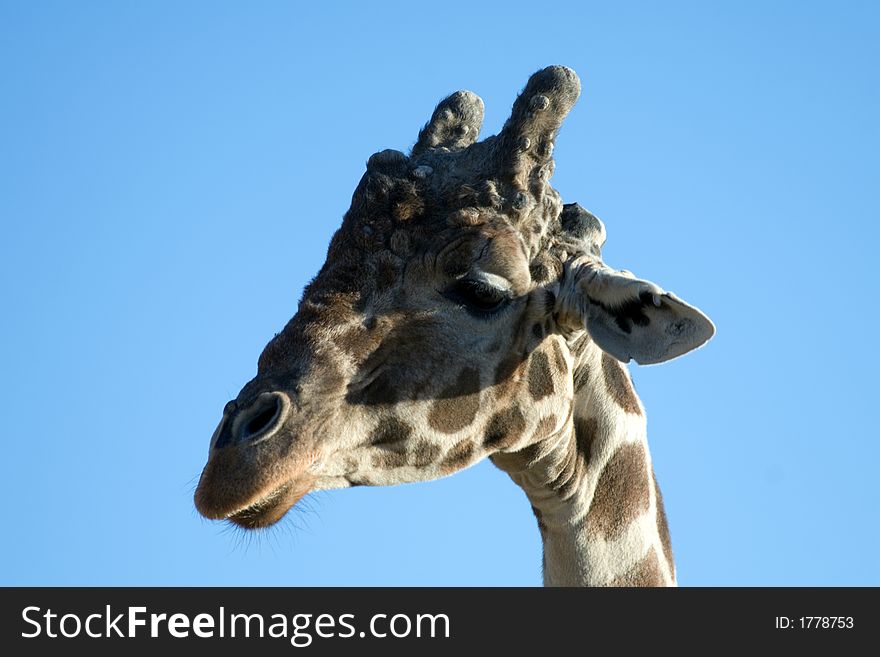 Close up shot of a giraffe. Close up shot of a giraffe