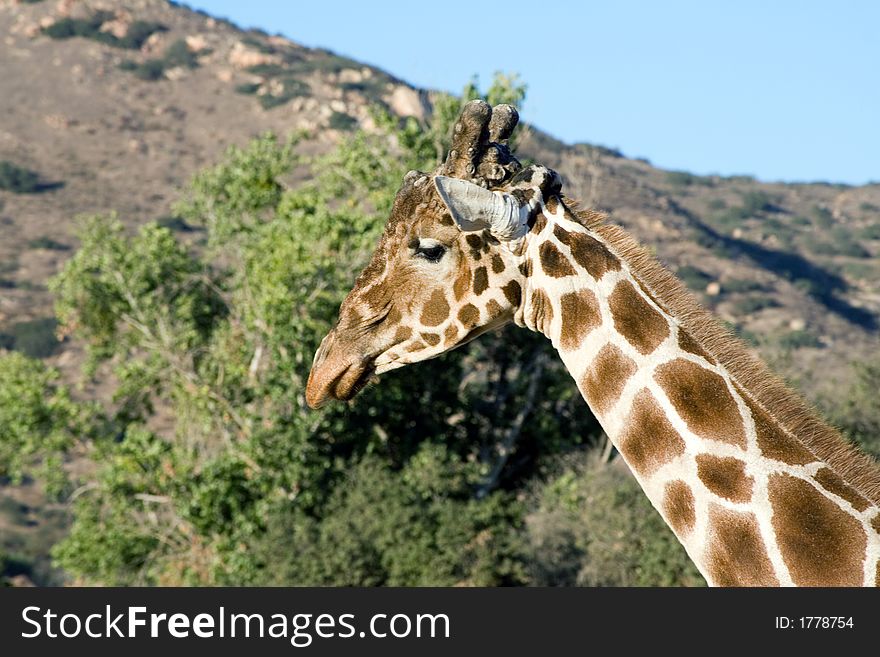 Close up shot of a giraffe. Close up shot of a giraffe