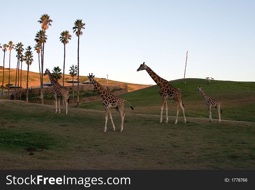 Giraffe family - together at dusk