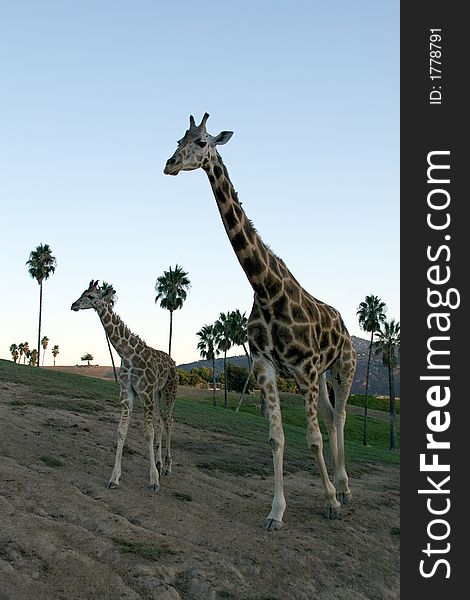 Giraffe family - together at dusk