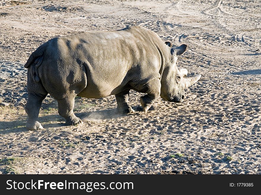 White (square-lipped) rhinoceros, South Africa. White (square-lipped) rhinoceros, South Africa