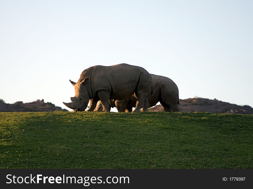 White (square-lipped) rhinoceros, South Africa. White (square-lipped) rhinoceros, South Africa