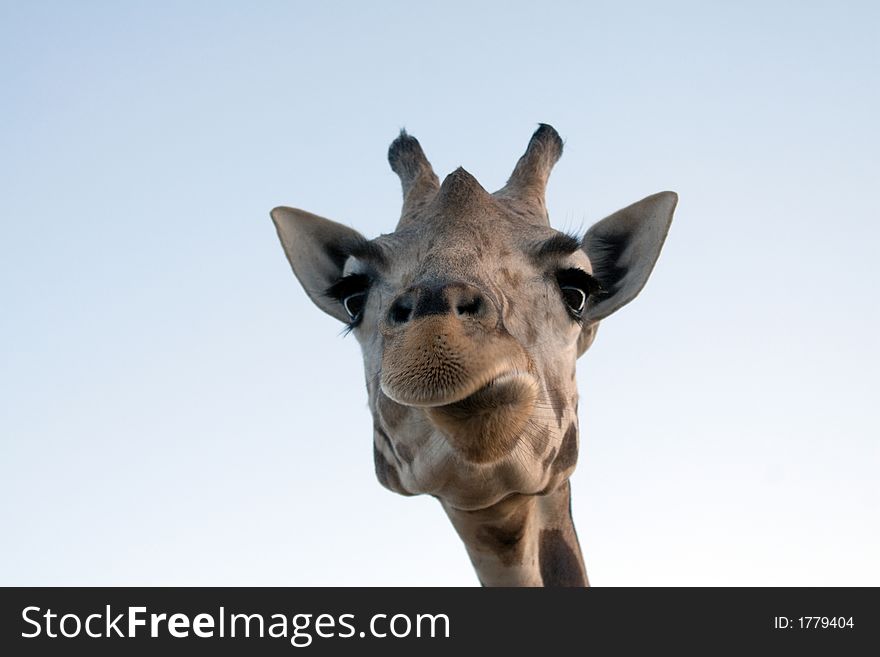 Close up shot of a giraffe. Close up shot of a giraffe