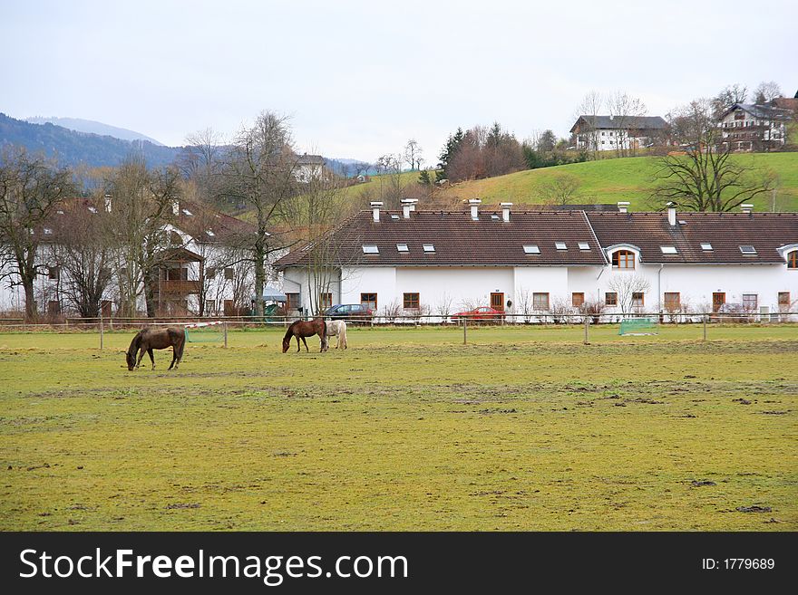 A grassland with some horses grazing in front of houses of the village of Mondsee in Austria. A grassland with some horses grazing in front of houses of the village of Mondsee in Austria