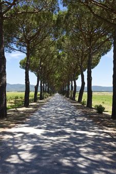 Pine Grove To Italian Vineyard Royalty Free Stock Photos Pine Grove To Italian Vineyard Royalty Free Stock Photos