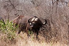 African Cape Buffalo Royalty Free Stock Images