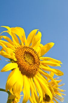 Sunflower Close Up And The Blue Sky Stock Images Sunflower Close Up And The Blue Sky Stock Images