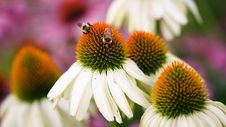 Bees Feeding On Cone Flower Stock Photography Bees Feeding On Cone Flower Stock Photography