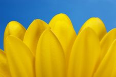 Petals Stock Photos Petals Stock Photos