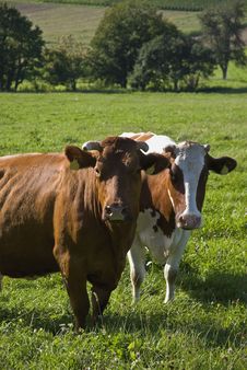 Two Cows Stock Photo